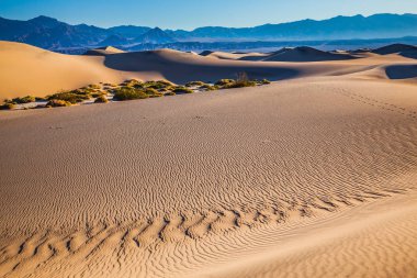 dunes geçiş hayvan izleri 