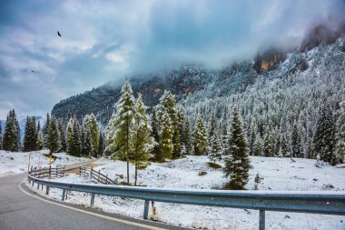 yola yakın dağlarda herdem yeşil orman
