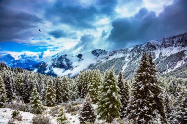 Yüksek dağlarda herdem yeşil orman