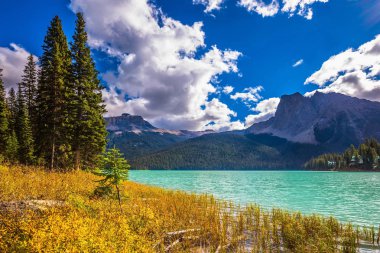 iğne yapraklı orman tarafından çevrili yeşil göl 