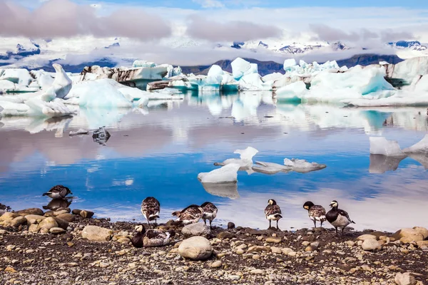 Gansos islandeses pastando na margem da lagoa — Fotografia de Stock