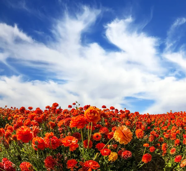 Clouds over field of garden buttercups — Stock Photo, Image