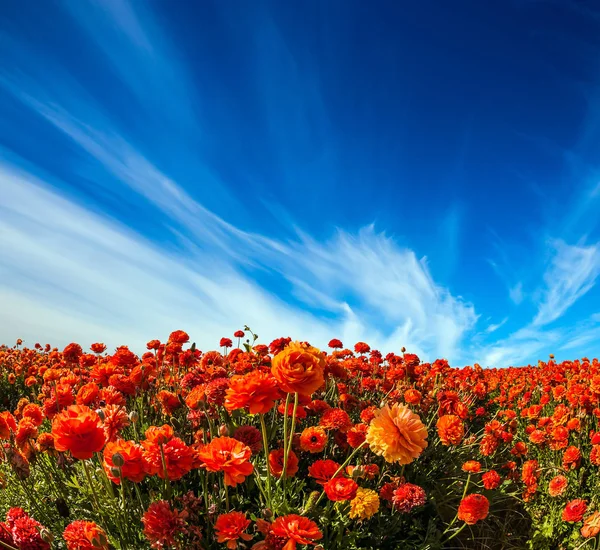 Wolken über Feld der Garten-Ranunkeln — Stockfoto