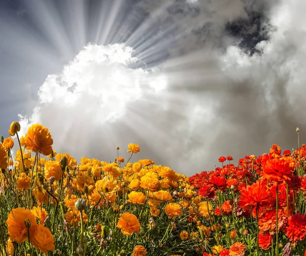 Mariposas rojas y amarillas bajo nubes — Foto de Stock