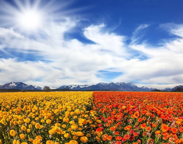 Nubes sobre el campo de jardineras — Foto de Stock