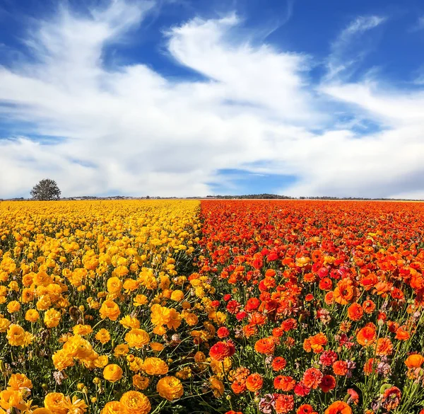 Wolken boven veld van tuin boterbloemen — Stockfoto