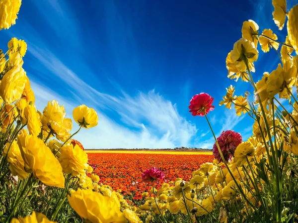 Wolken über Feld der Garten-Ranunkeln — Stockfoto