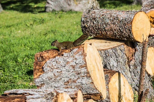 Mókus ül közelében tűzifa rönköt — Stock Fotó