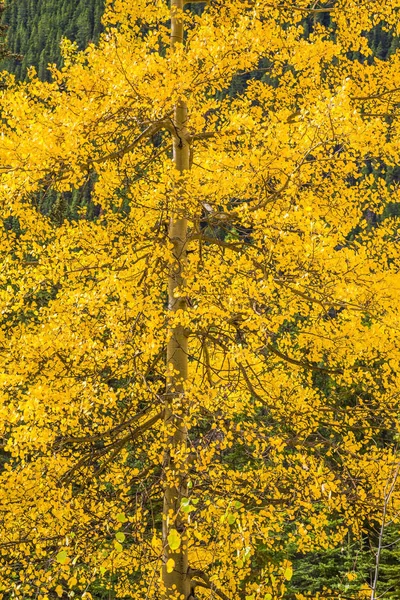 Albero con fogliame giallo autunnale — Foto Stock