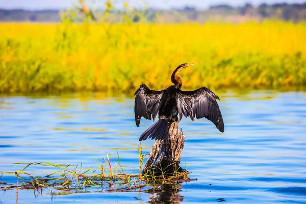Afrikanischer Kormoran trocknet seine Flügel — Stockfoto