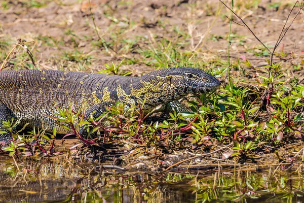  Grass lake yakınındaki saklanıyor Iguana