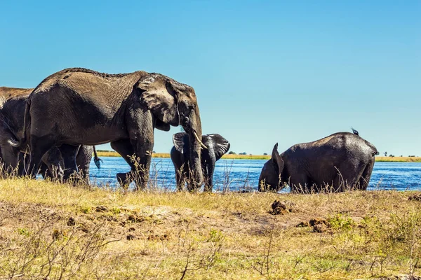 Olifanten lopen op de rivier bank — Stockfoto