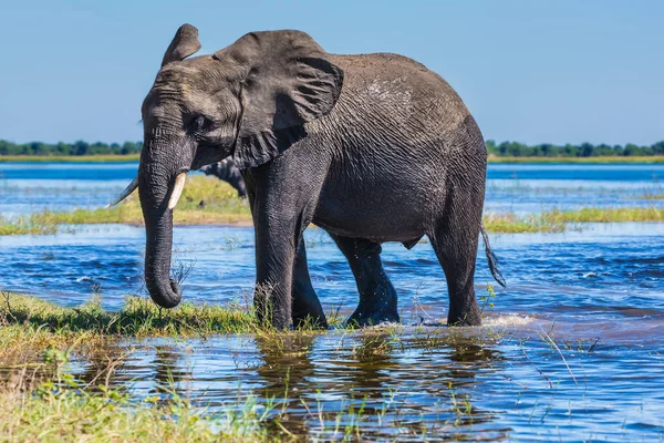 Elefante grande de pie con agua — Foto de Stock