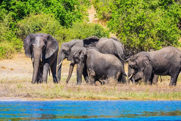 Éléphants debout sur la rive de la rivière — Photo