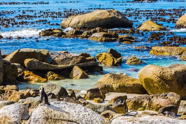 海の海岸の岩の近くのペンギンのコロニー — ストック写真