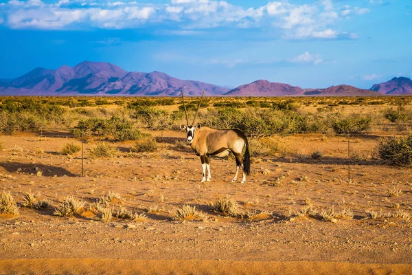 Oryx debout sur la route dans la savane — Photo