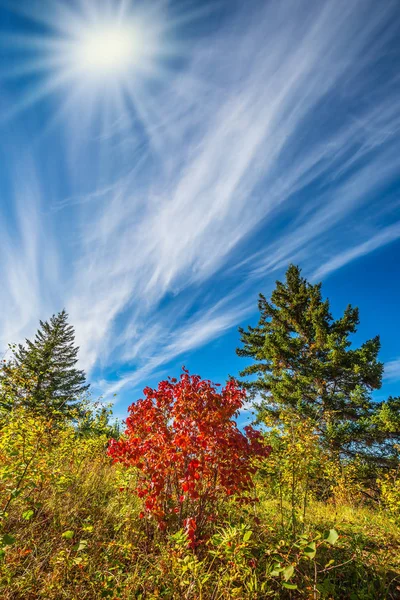 Autumn trees under bright sun — Stock Photo, Image