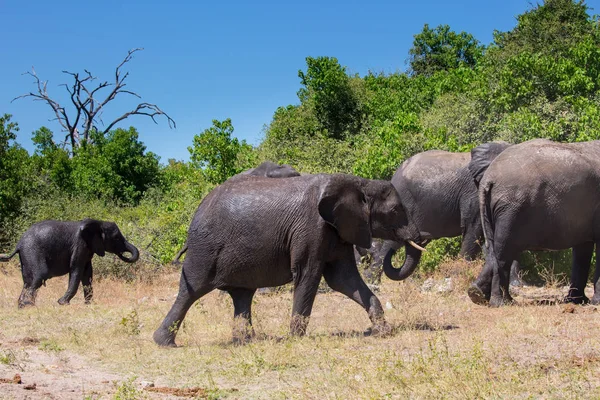 Manada de elefantes africanos en el riego . — Foto de Stock