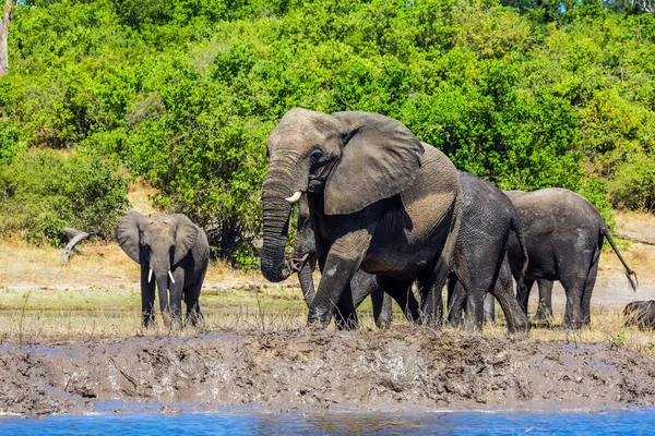 Afrikanische Elefantenherde an der Tränke. — Stockfoto