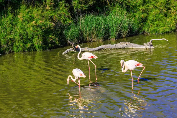 Różowe flamingi w delta Rodanu — Zdjęcie stockowe