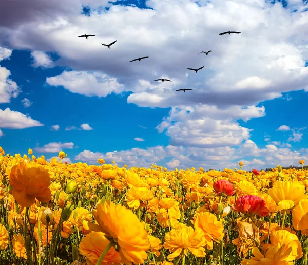 Les oiseaux migrateurs volent sous les nuages . — Photo