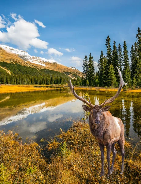  Kanada Rocky Dağları. 