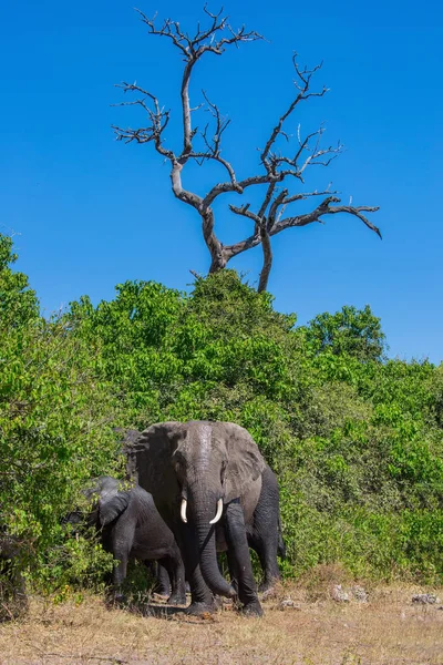 Rebanho de elefantes africanos na rega . — Fotografia de Stock