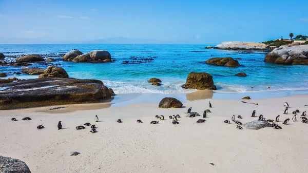 kayalar penguen kolonisi