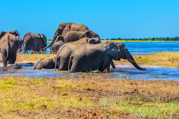 Elefantenherde überquert einen Fluss — Stockfoto