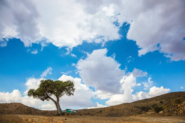 Зелене дерево. Поїздки в Намібії. — стокове фото