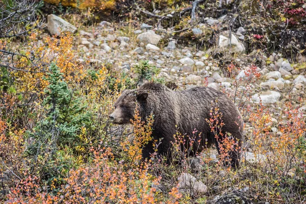 Urso desajeitado vai em madeira de outono — Fotografia de Stock