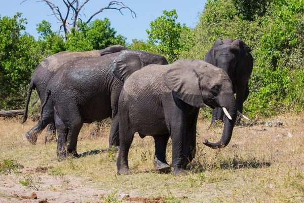 Troupeau d'éléphants d'Afrique à l'arrosage . — Photo