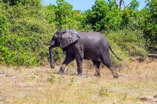 Animal en el Delta del Okavango — Foto de Stock