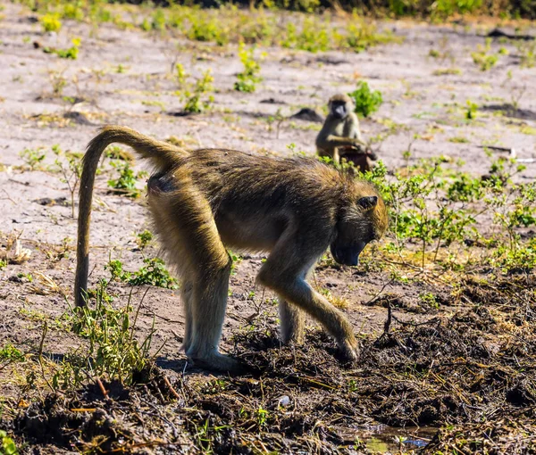 Os babuínos em um lugar molhando — Fotografia de Stock