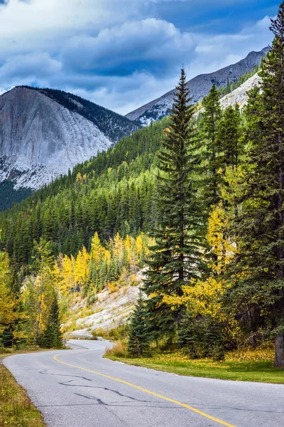 La strada è tra fitte foreste — Foto Stock