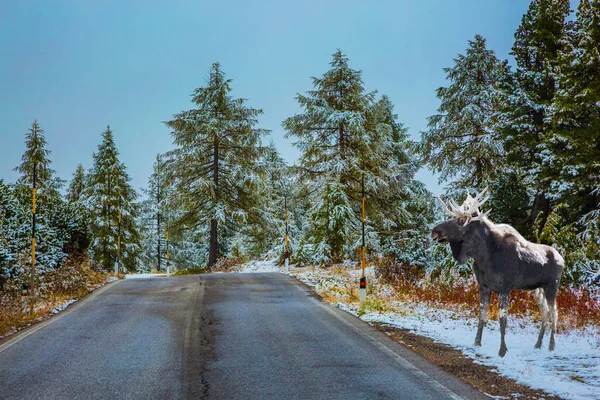 Cerca de alces se encuentra cerca de una carretera —  Fotos de Stock