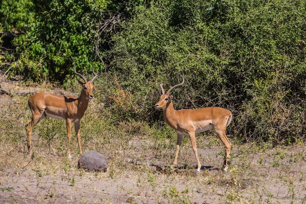 Rega de animais no Delta do Okavango . — Fotografia de Stock