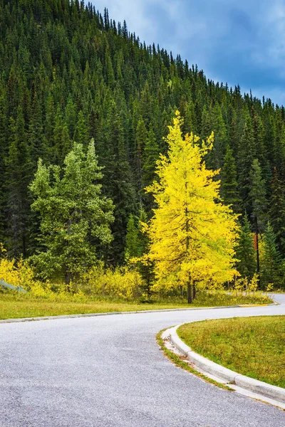 Vergeelde slanke aspen — Stockfoto