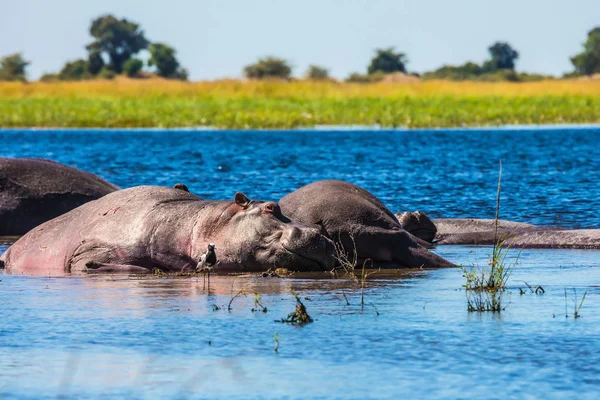 Hipopótamo en el río en un día caluroso — Foto de Stock