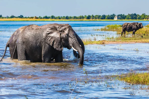 Οι αφρικανικοί ελέφαντες διέλευση ποταμού — Φωτογραφία Αρχείου