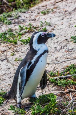 kayalar penguen kolonisi,