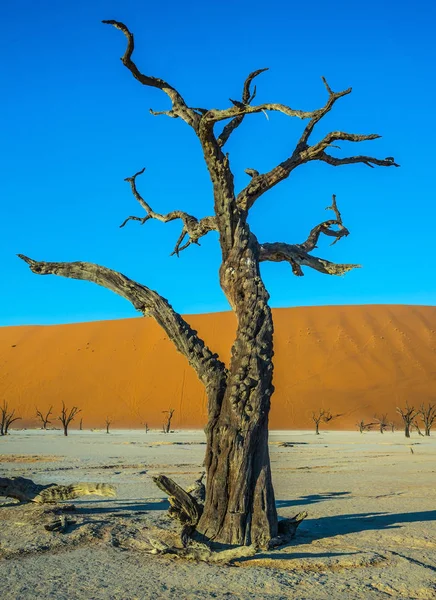 Ecotoerisme in Namib-Naukluft Nationaal Park — Stockfoto