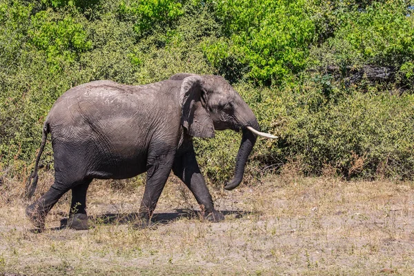 Elefante - solo en África — Foto de Stock