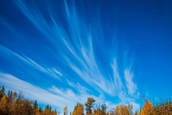 Cirrus bulutlar Park — Stok fotoğraf