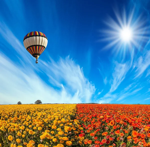 Mehrfarbiger Luftballon über dem Blumenfeld. — Stockfoto