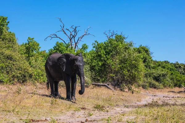 Tier im Okavango-Delta — Stockfoto