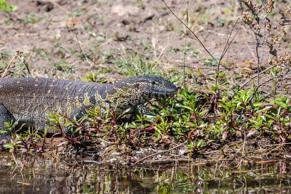 Piękny iguana na brzegu rzeki — Zdjęcie stockowe