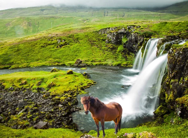 Farmářské koně pasoucí se v trávě — Stock fotografie