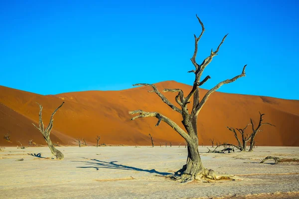 alt kısmında kurumuş göl Deadvlei