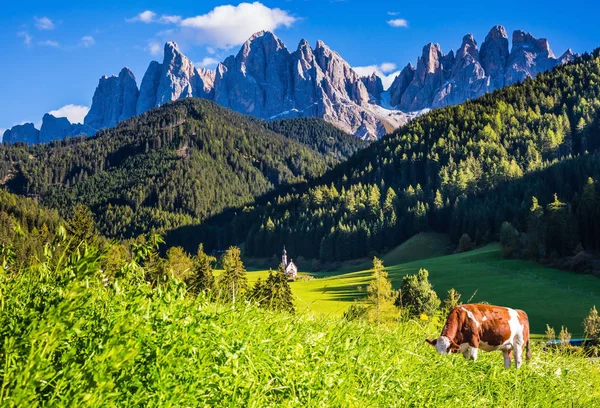 Vaca pastando em Dolomites — Fotografia de Stock
